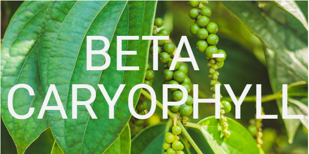 What is Beta-Caryophyllene?